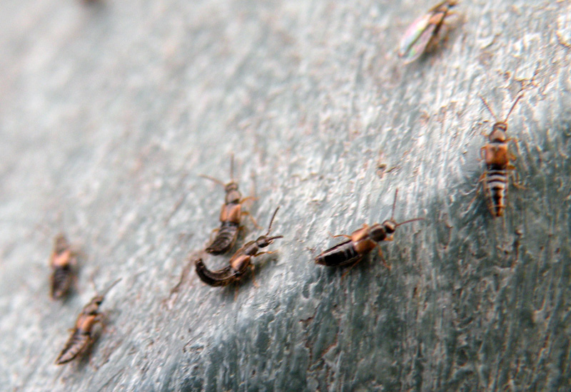 Un altro Staphylinidae?